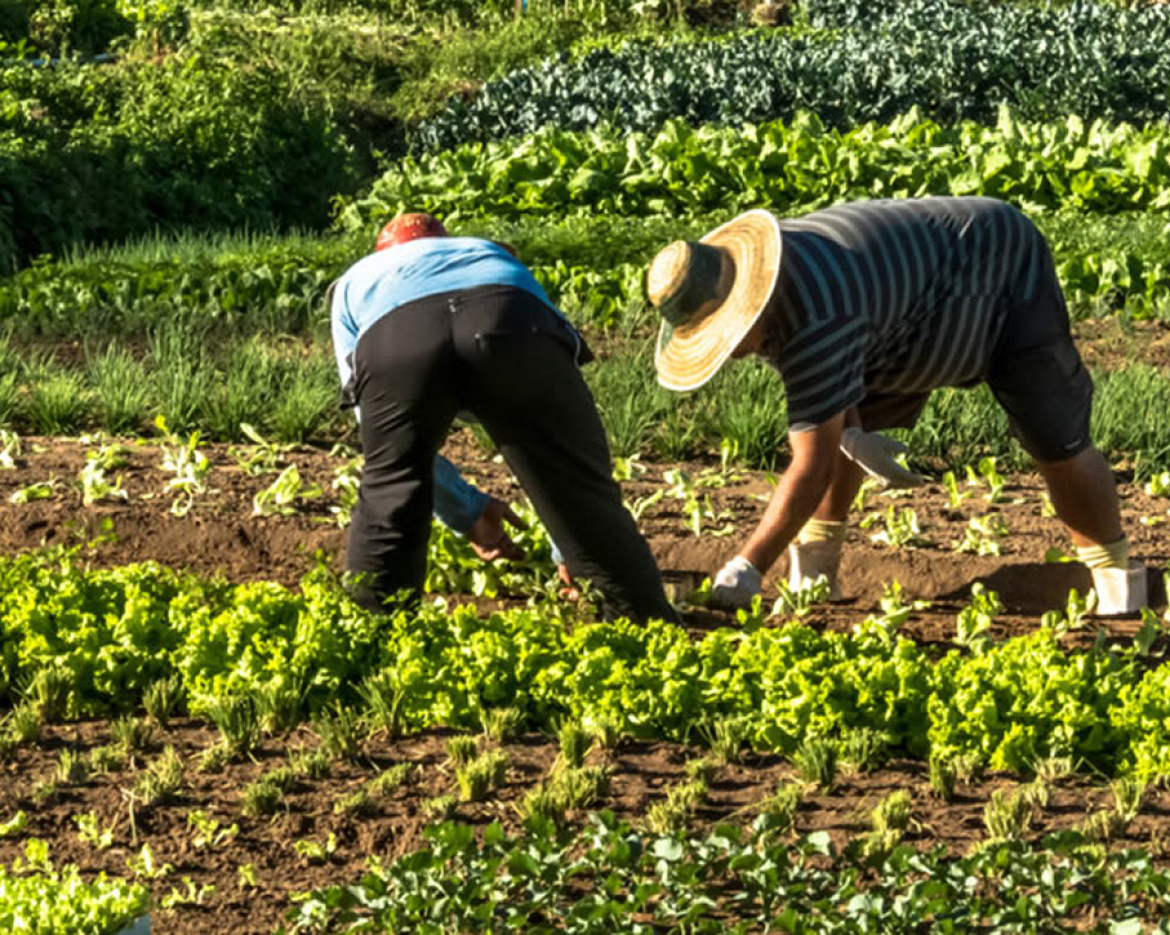 Pequeños agricultores en el mercado internacional