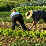 Pequeños agricultores en el mercado internacional