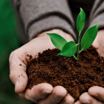 El futuro de los alimentos: maximizar la financiación para el desarrollo en las cadenas de valor agrícolas